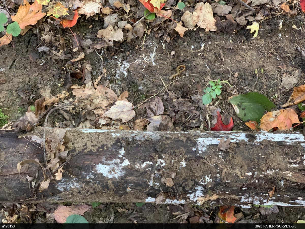 Northern Two-lined Salamander