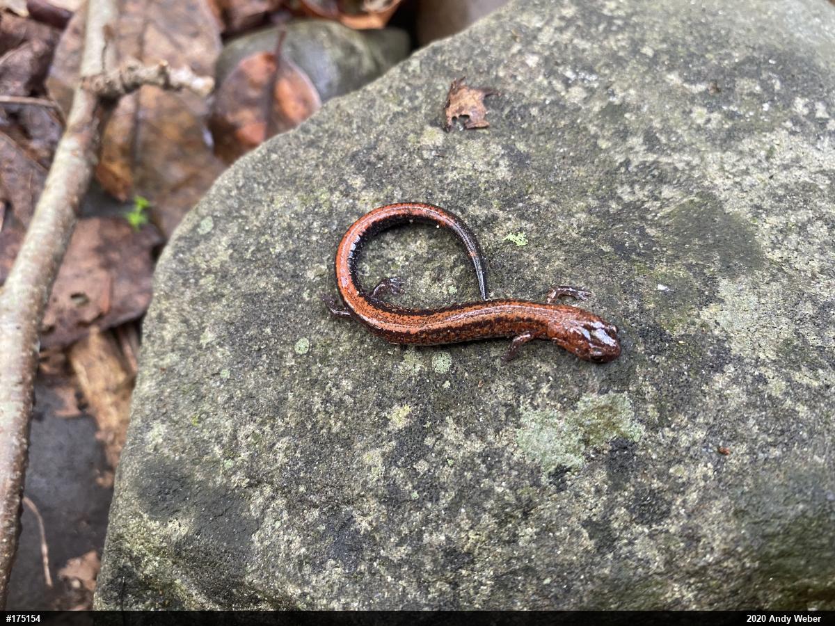 Eastern Red-backed  Salamander