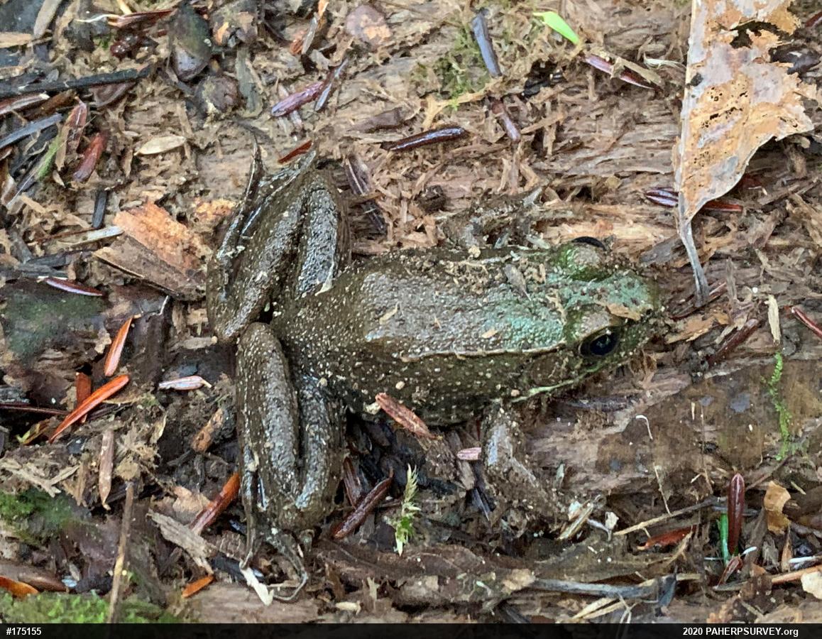 Green Frog
