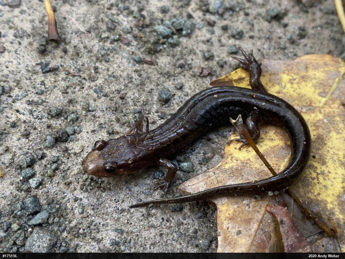Allegheny Mountain Dusky Salamander
