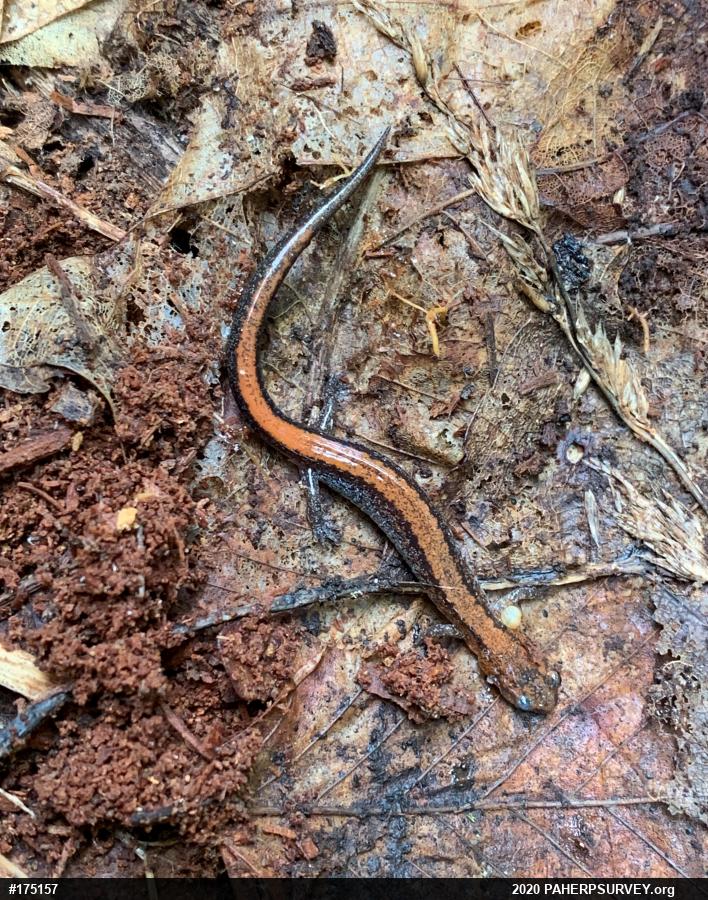 Eastern Red-backed  Salamander