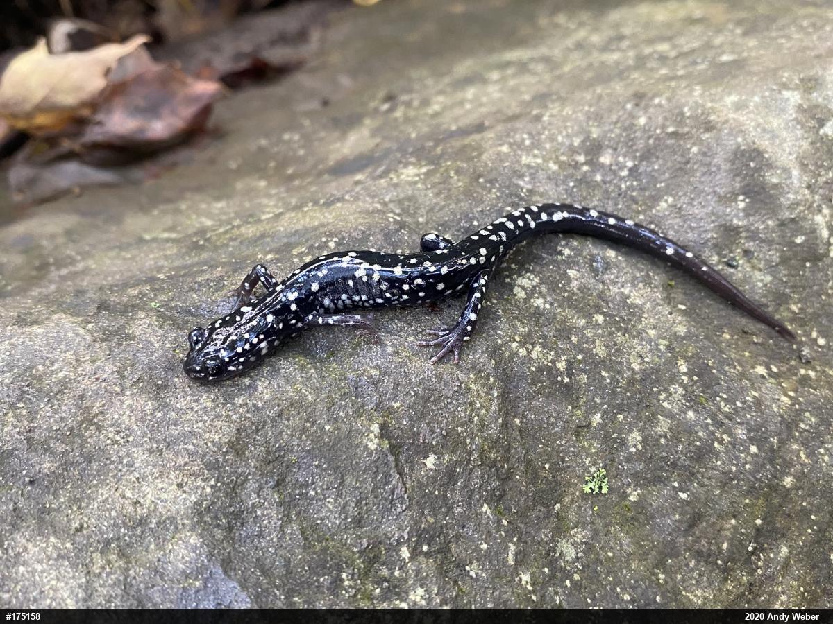 Northern Slimy Salamander