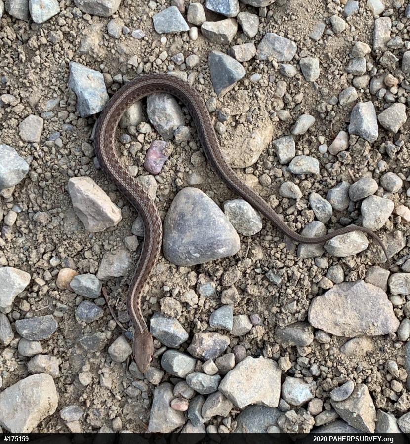 Eastern Gartersnake