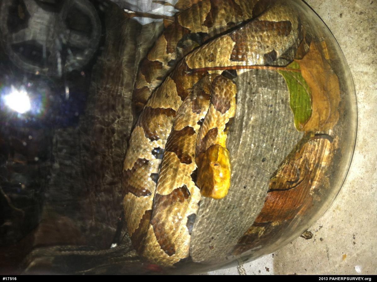 Northern Copperhead