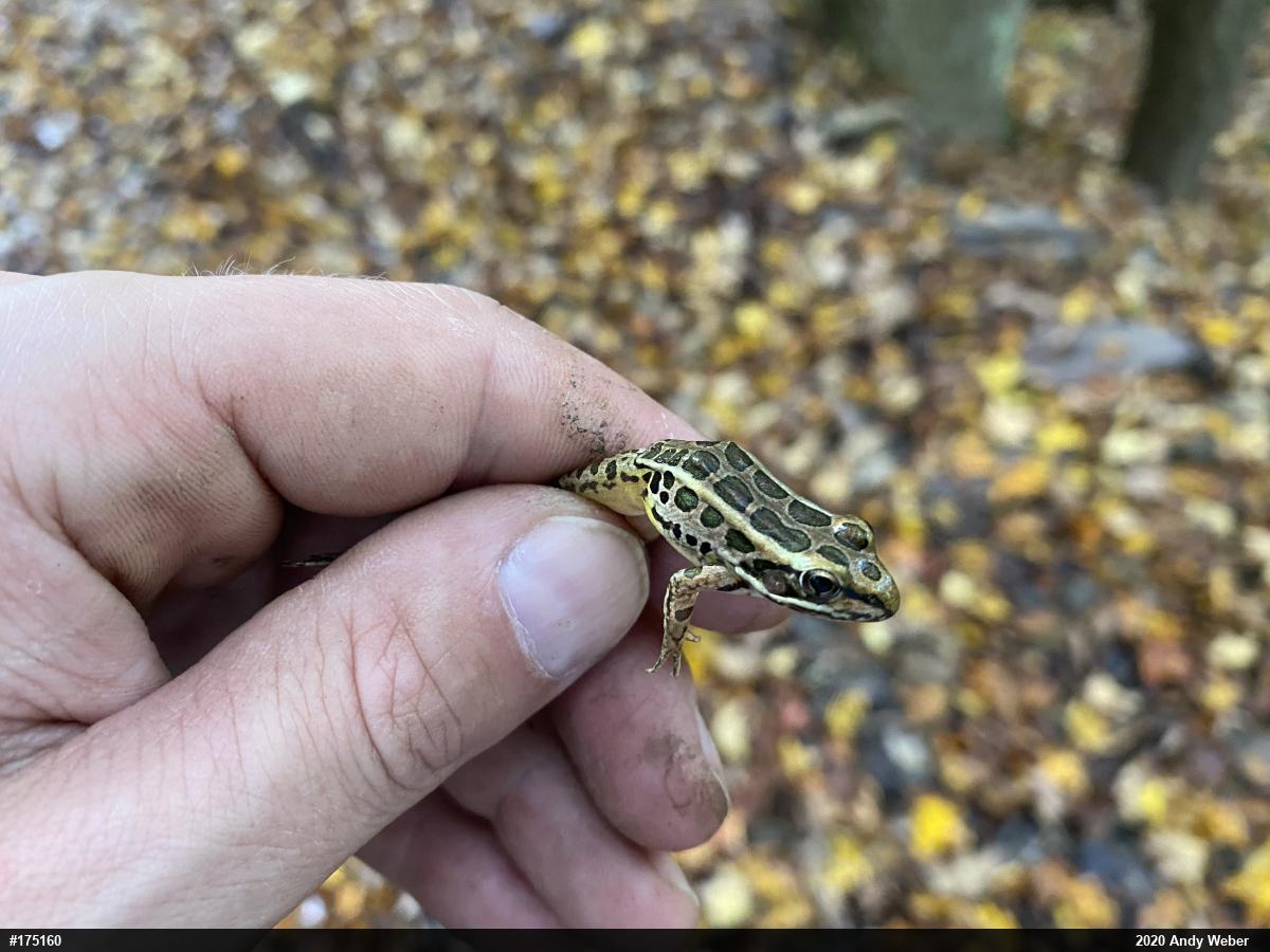 Pickerel Frog