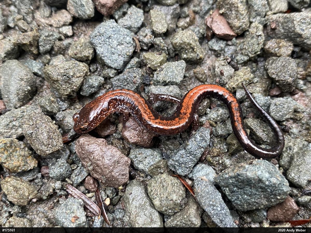 Eastern Red-backed  Salamander