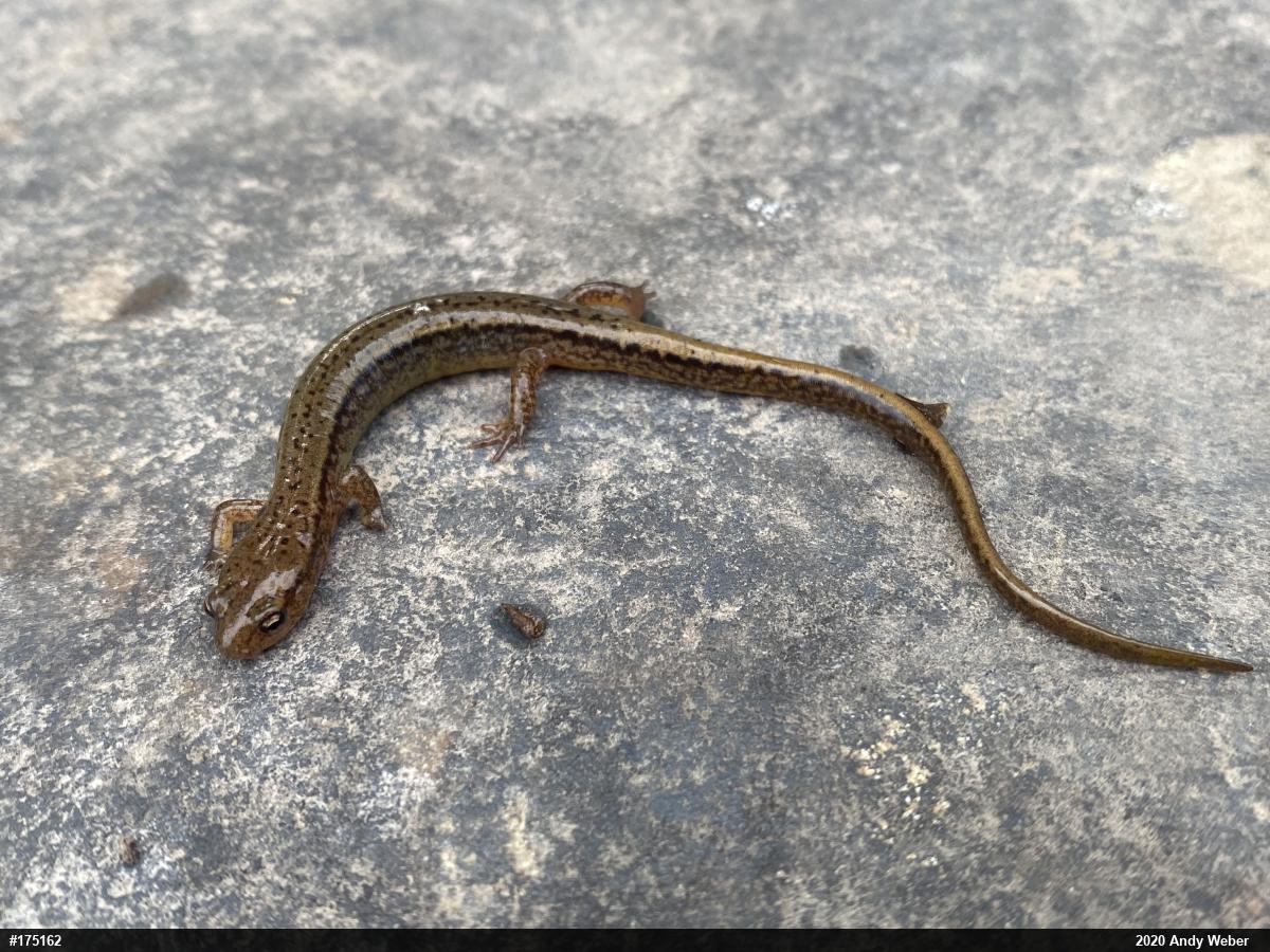 Northern Two-lined Salamander