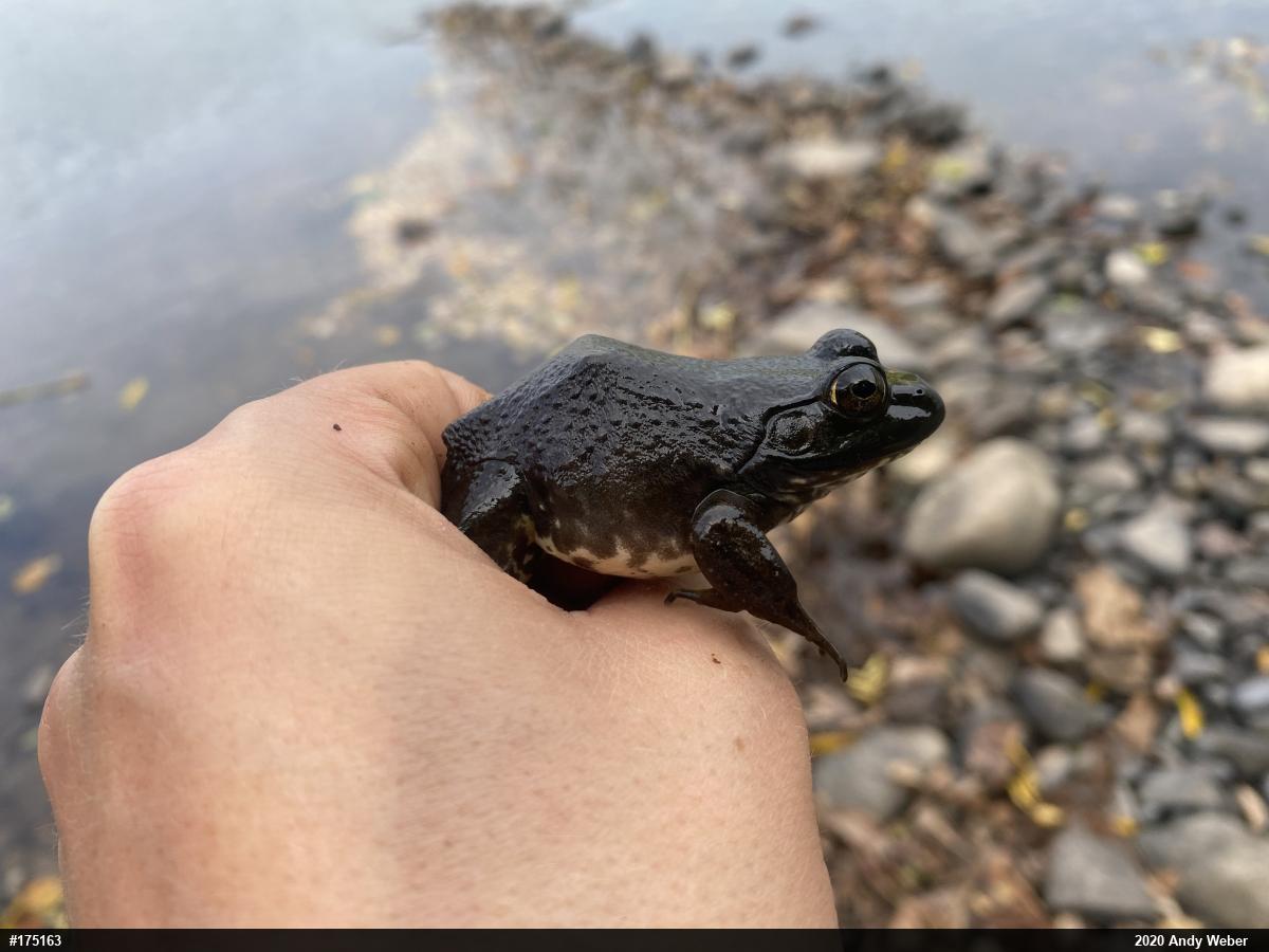 American Bullfrog