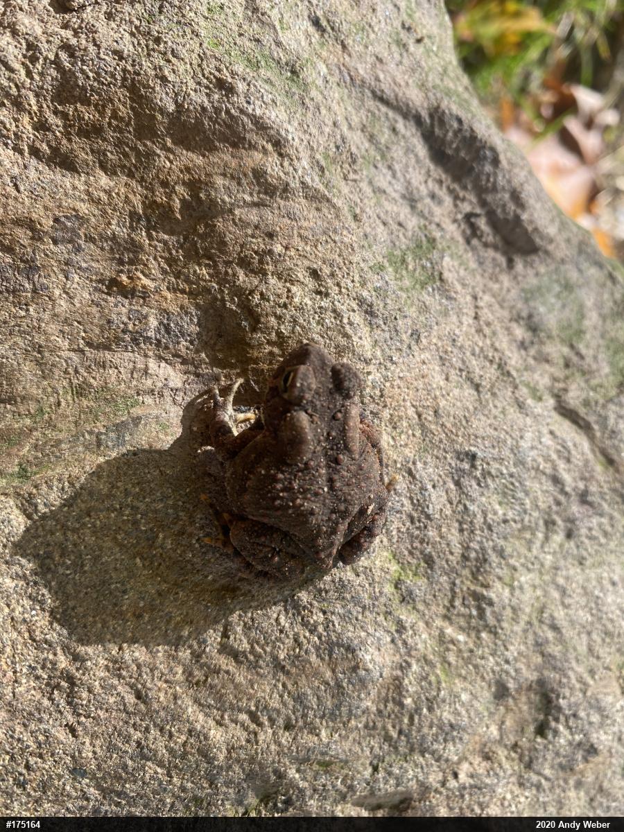 Eastern American Toad
