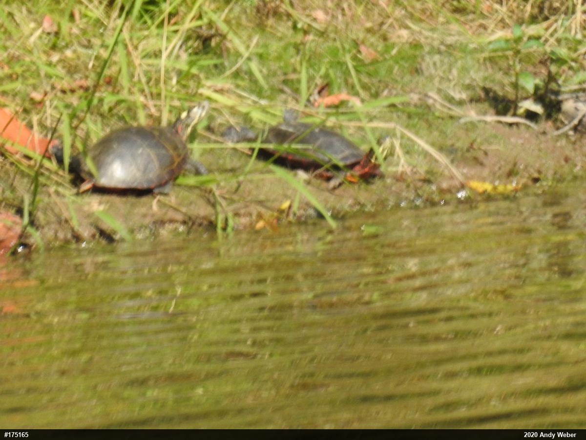 Painted Turtle