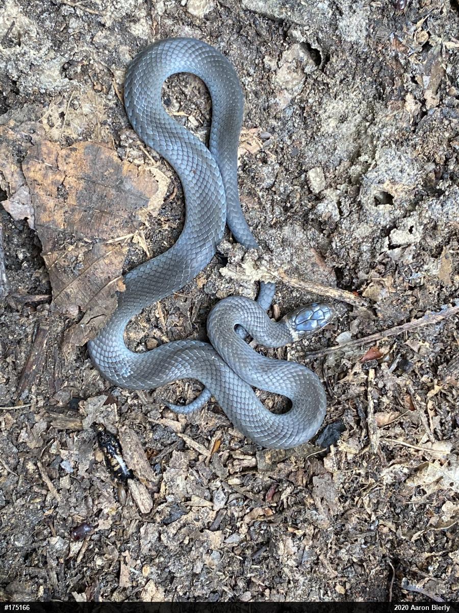 Northern Ring-necked Snake
