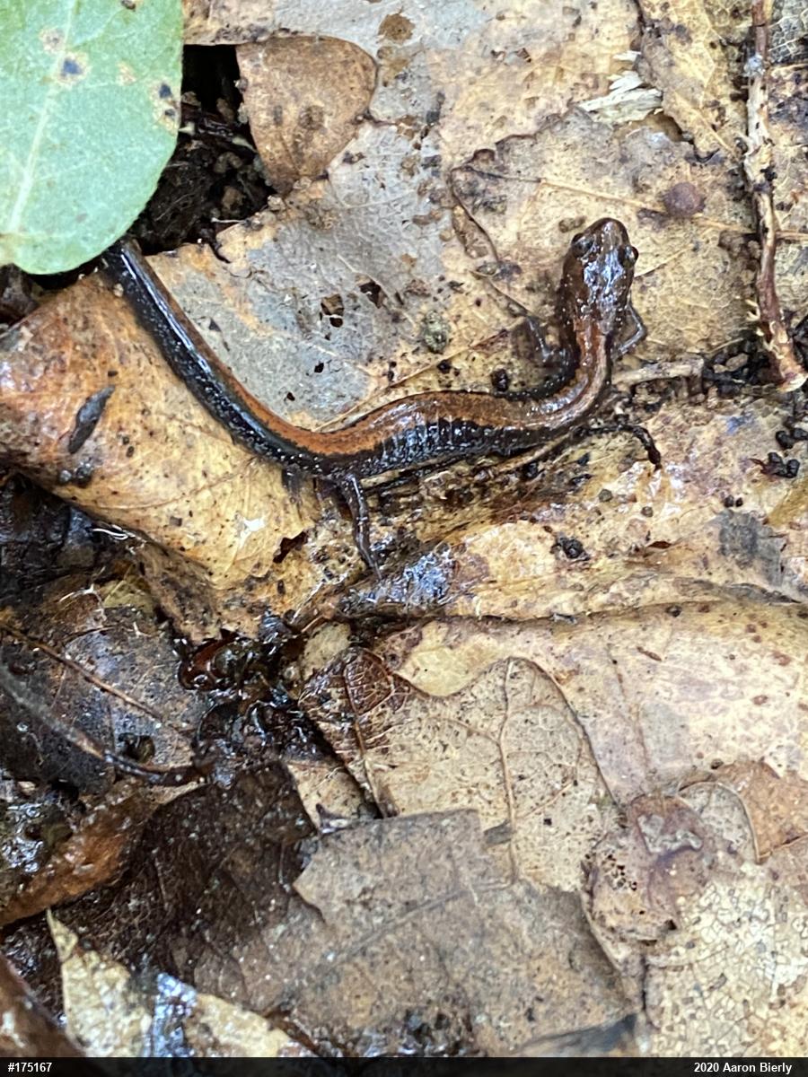 Eastern Red-backed  Salamander