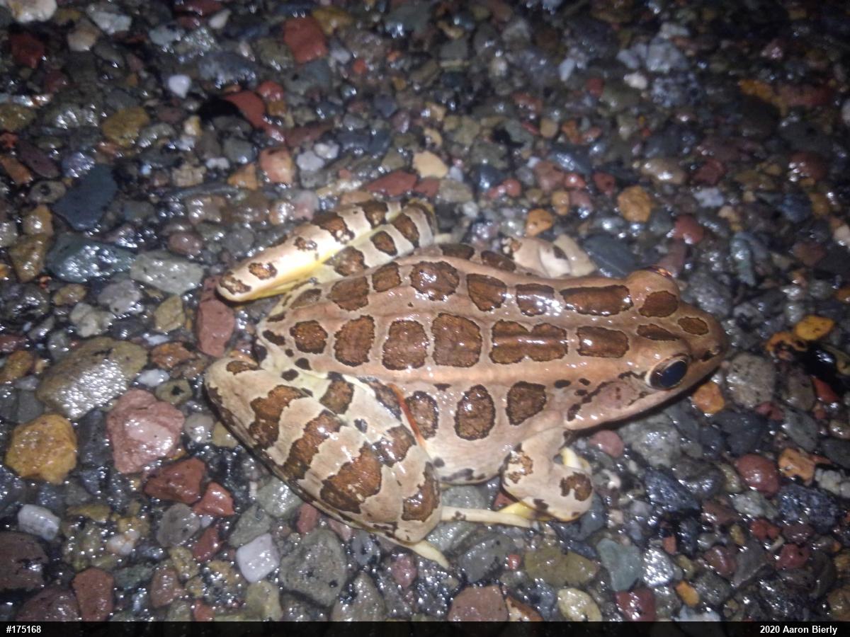 Pickerel Frog