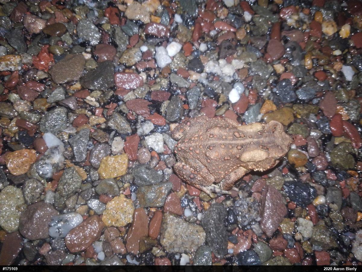 Eastern American Toad