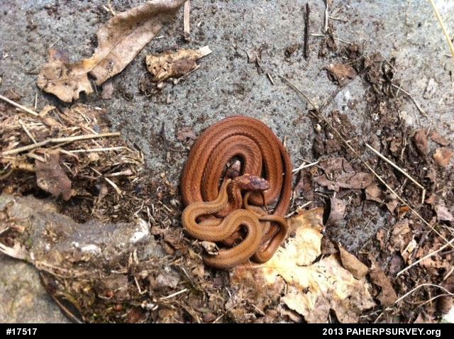 Red-bellied Snake