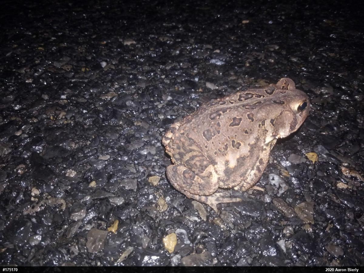 Eastern American Toad