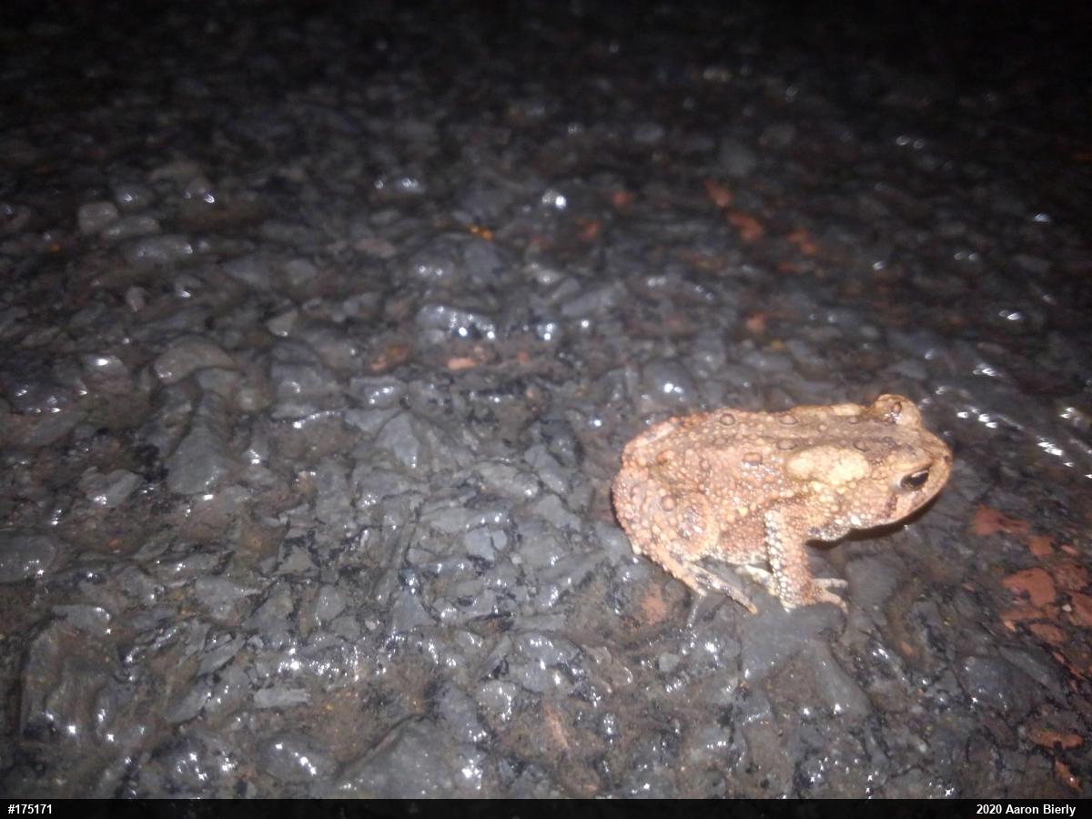 Eastern American Toad