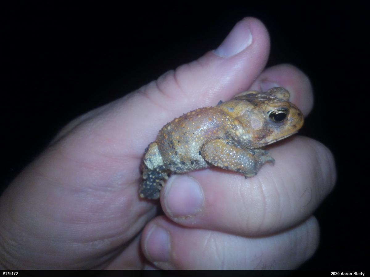 Eastern American Toad