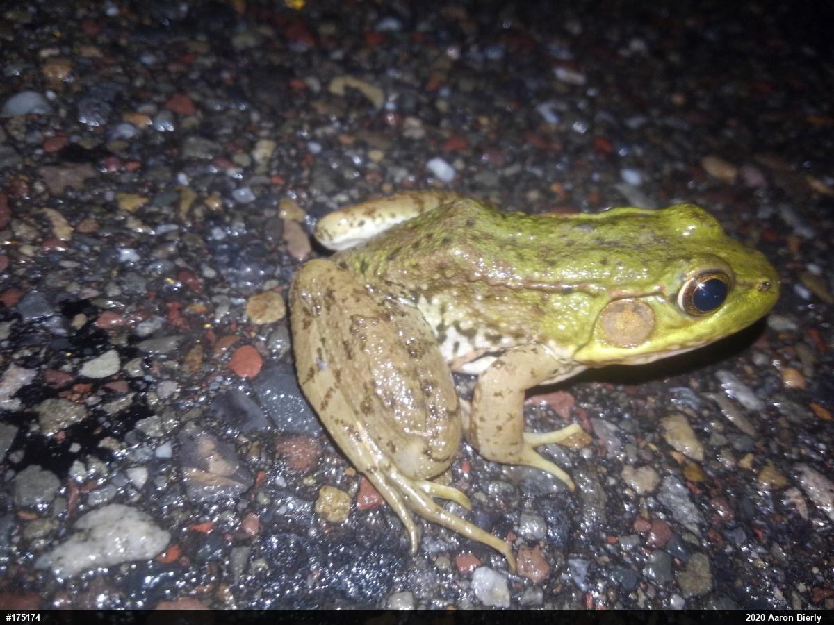 Green Frog