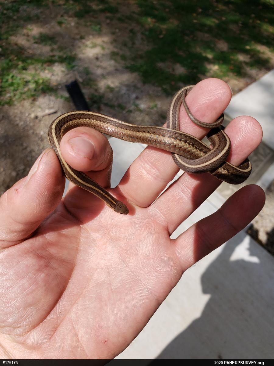 Shorthead Gartersnake
