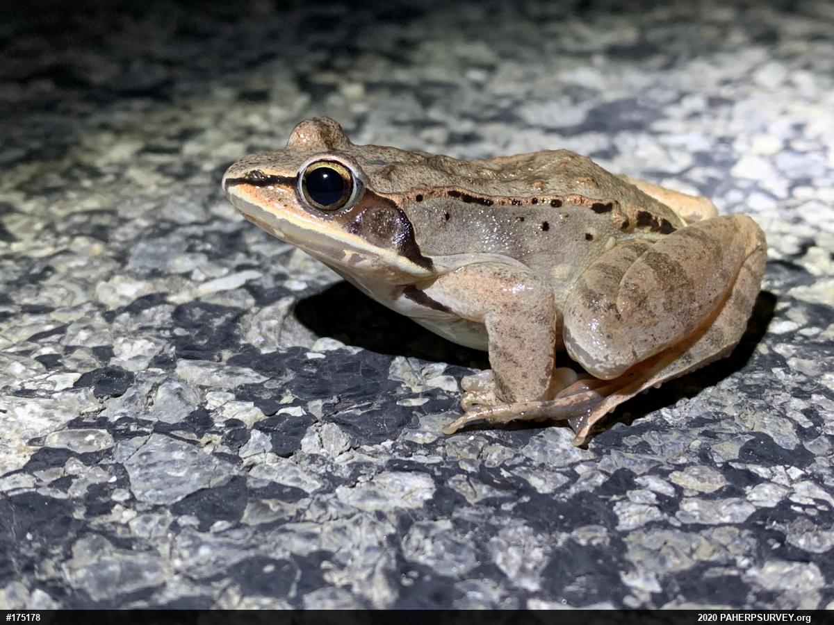 Wood Frog