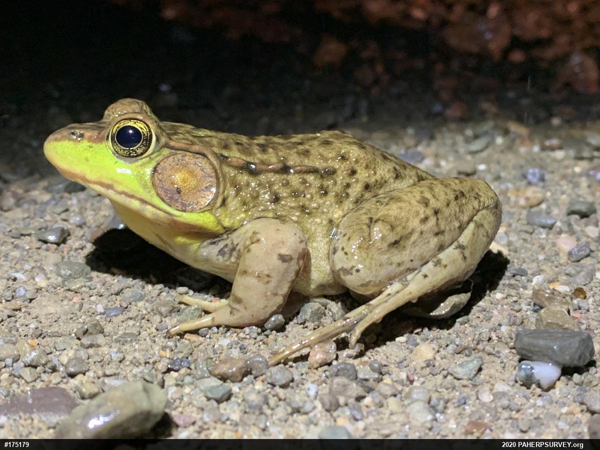 Green Frog