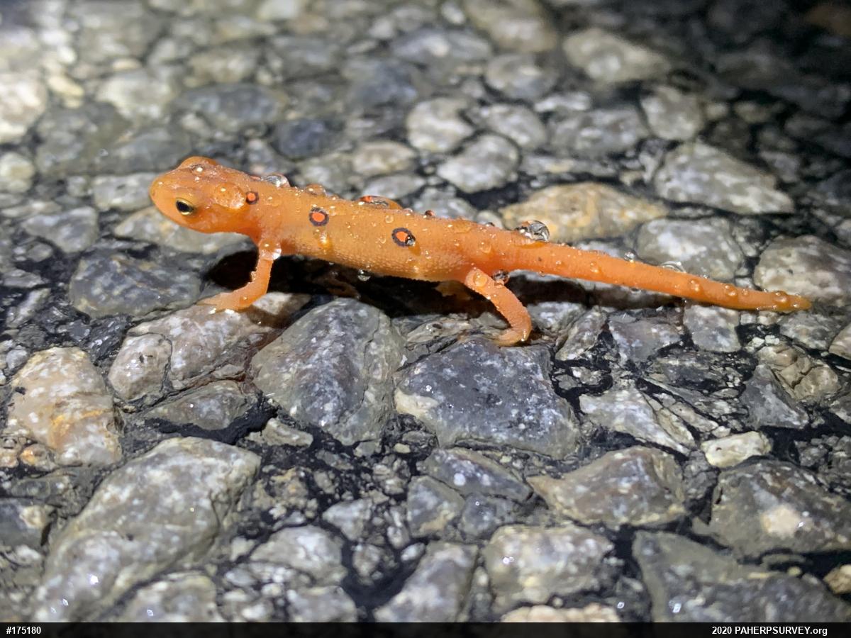 Red-spotted Newt