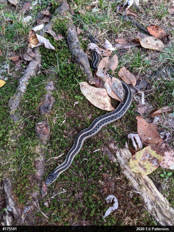 Eastern Gartersnake