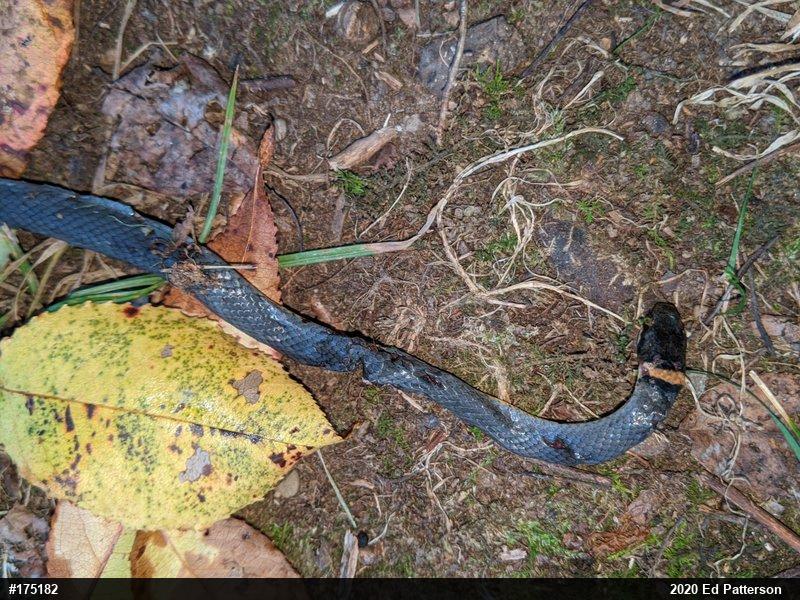 Northern Ring-necked Snake