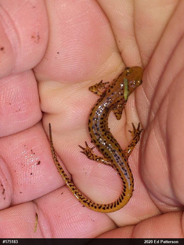 Eastern Long-tailed Salamander