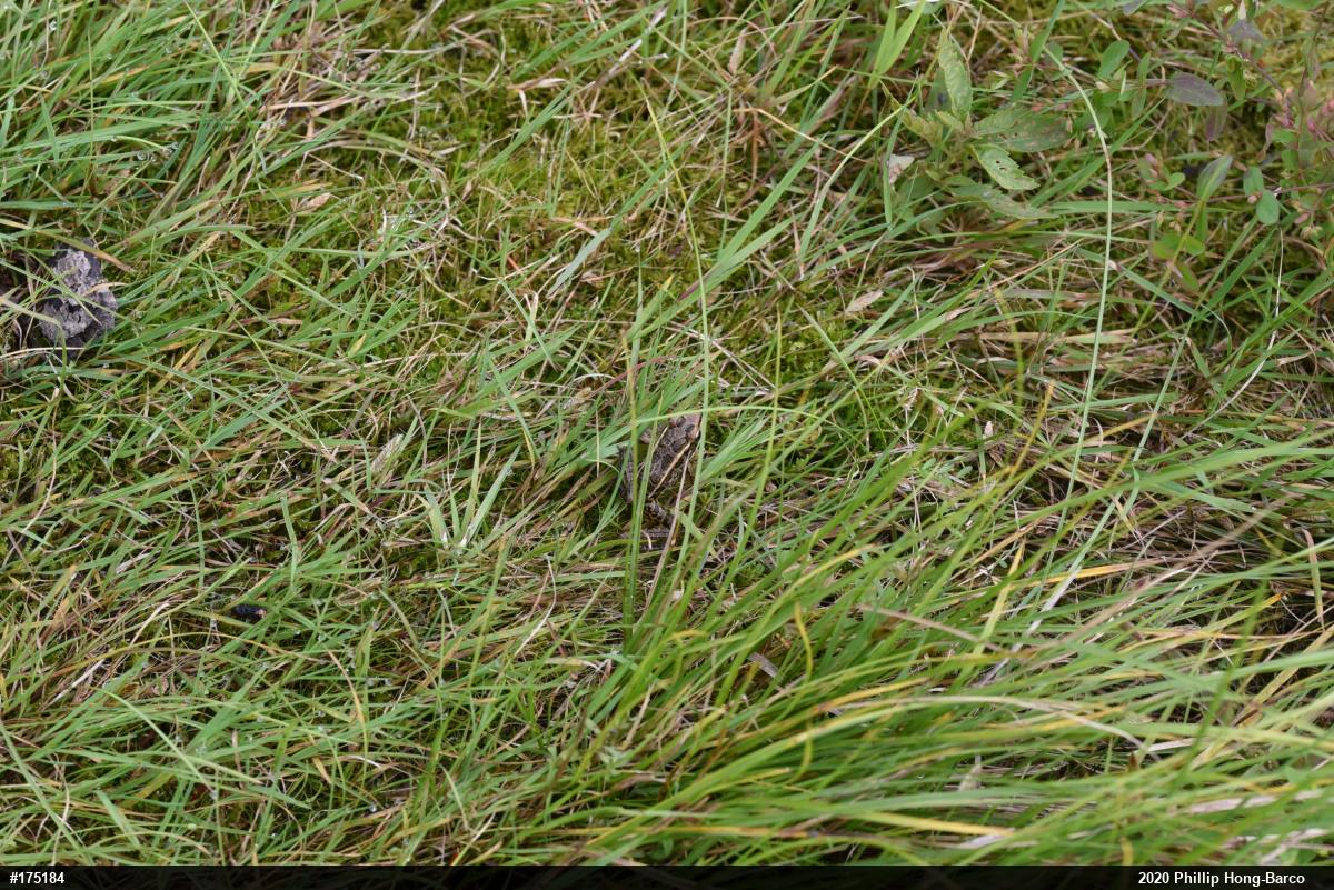 Pickerel Frog