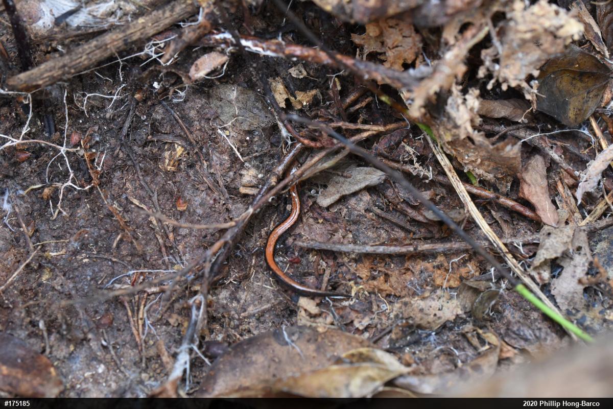 Eastern Red-backed  Salamander