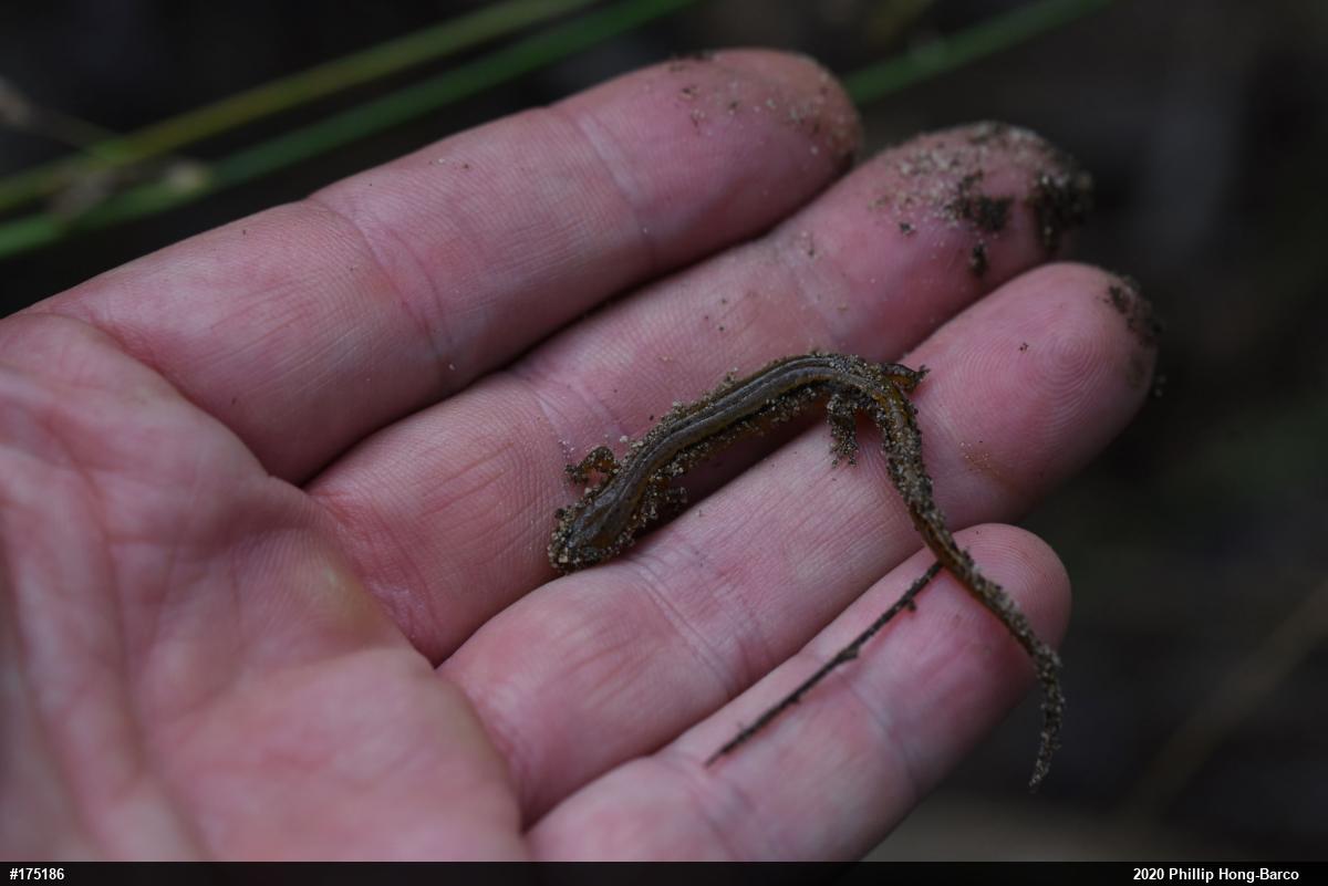 Northern Two-lined Salamander