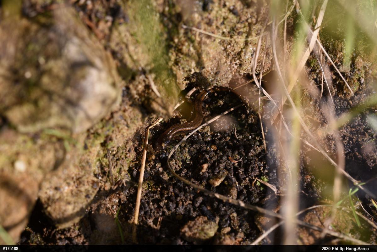Northern Two-lined Salamander