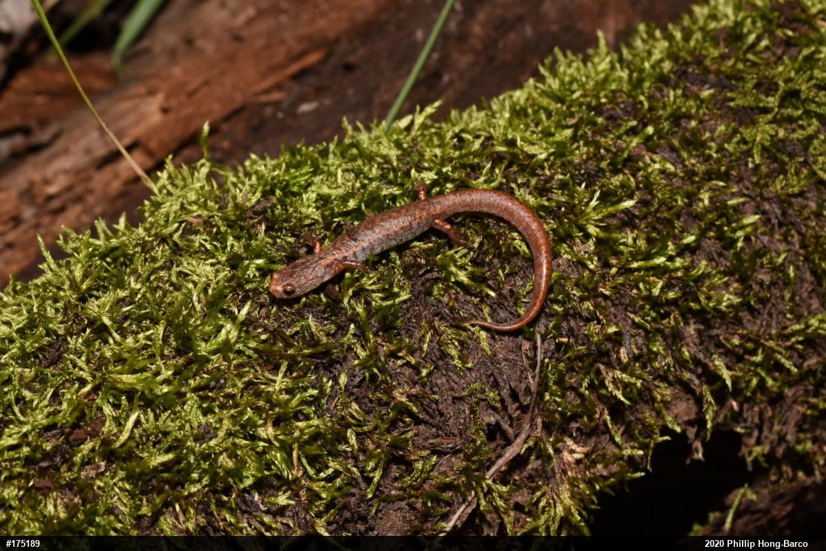 Four-toed Salamander