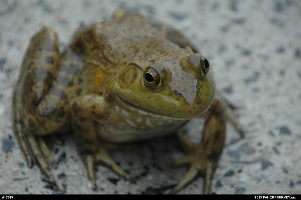 American Bullfrog