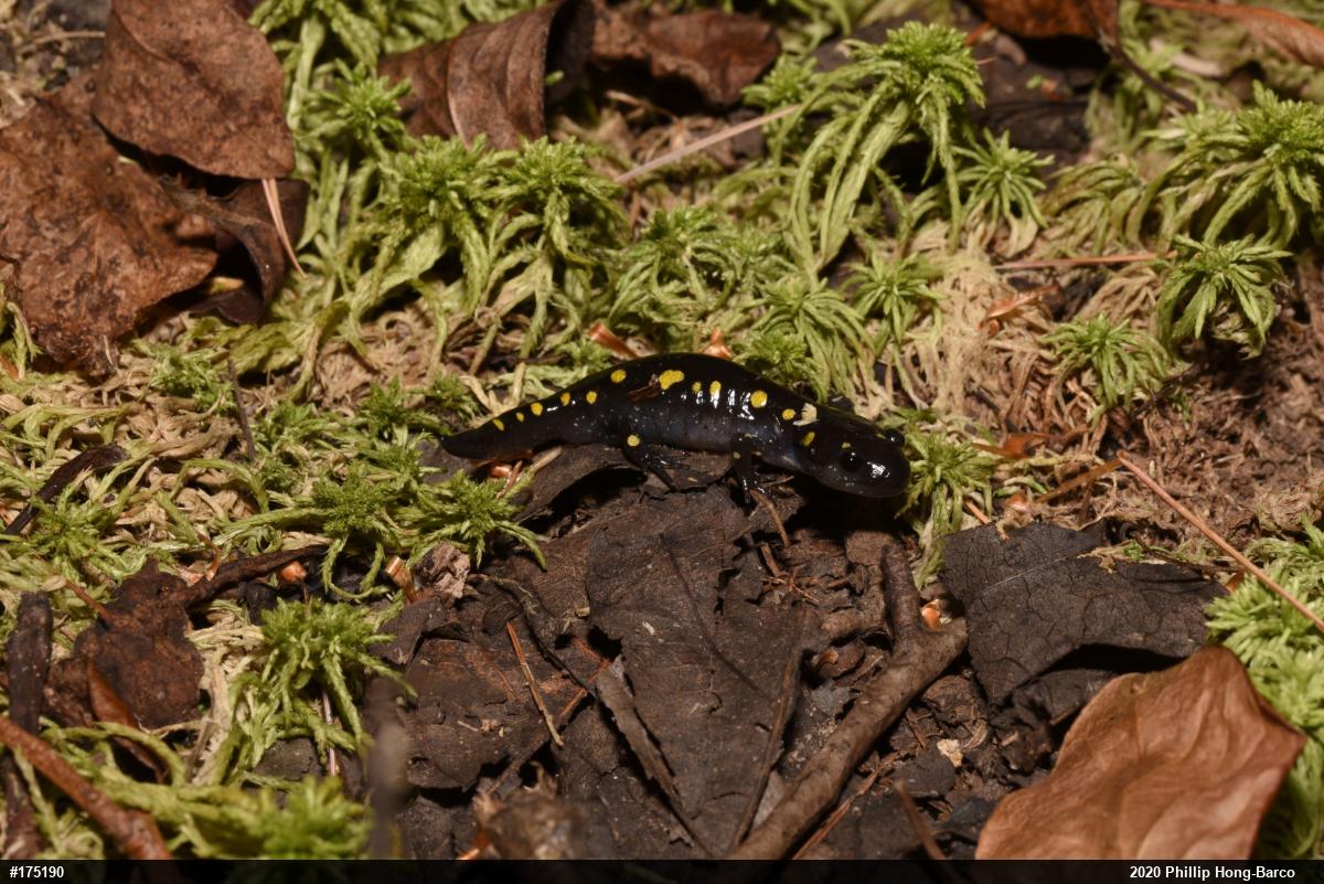 Spotted Salamander