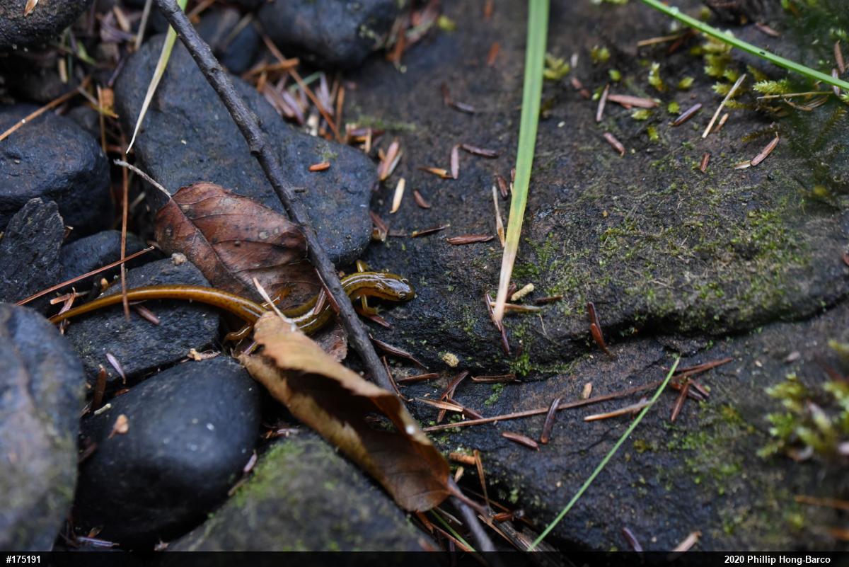 Northern Two-lined Salamander
