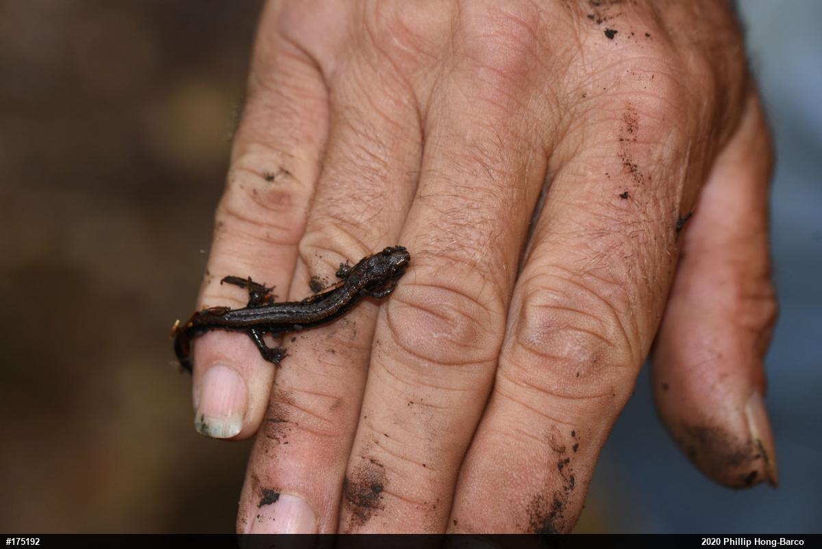 Allegheny Mountain Dusky Salamander