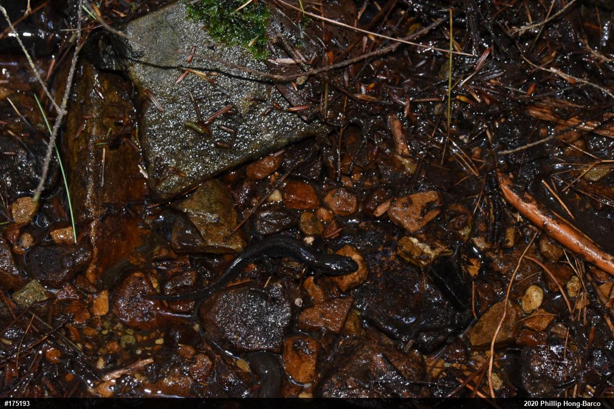 Northern Dusky Salamander