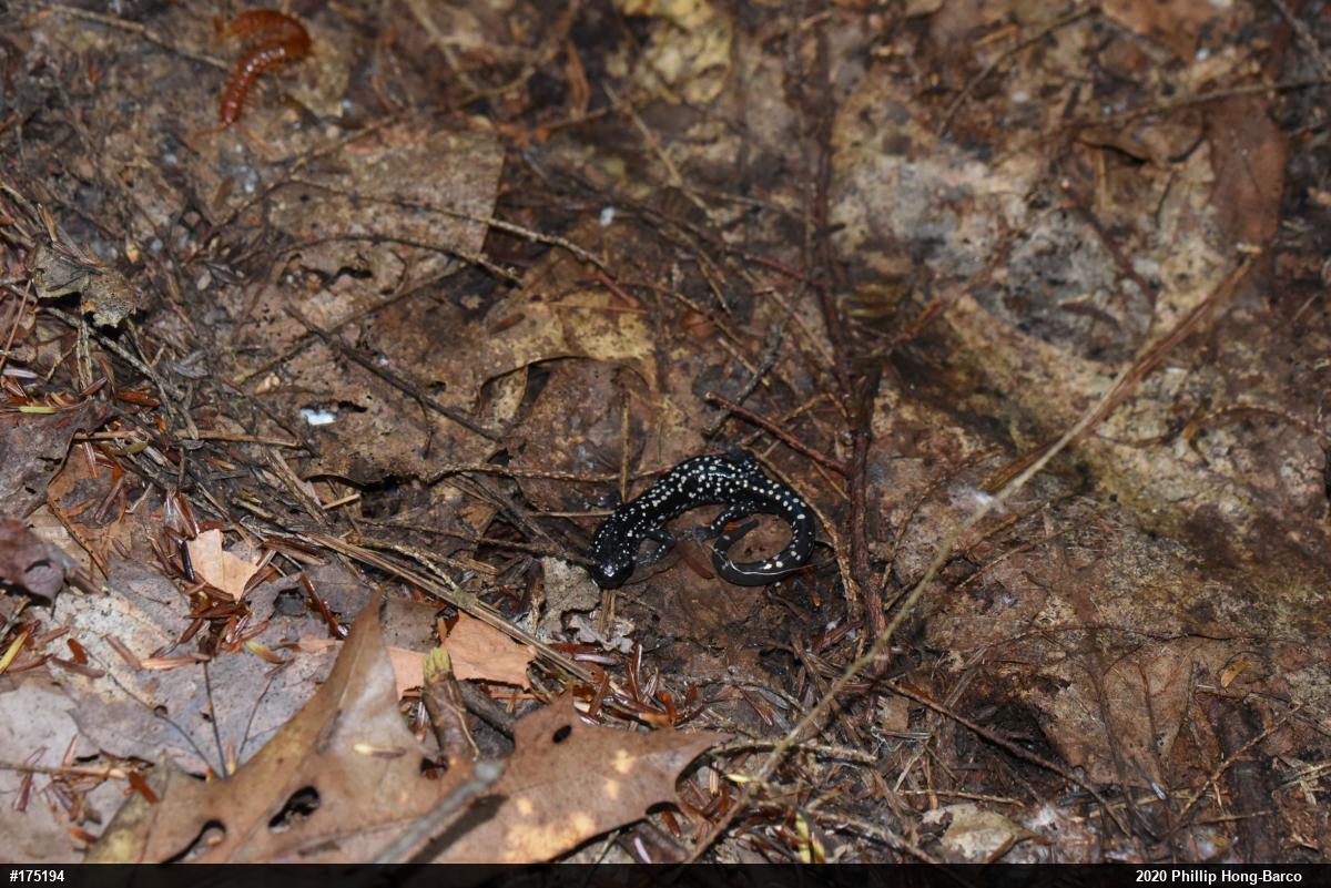Northern Slimy Salamander