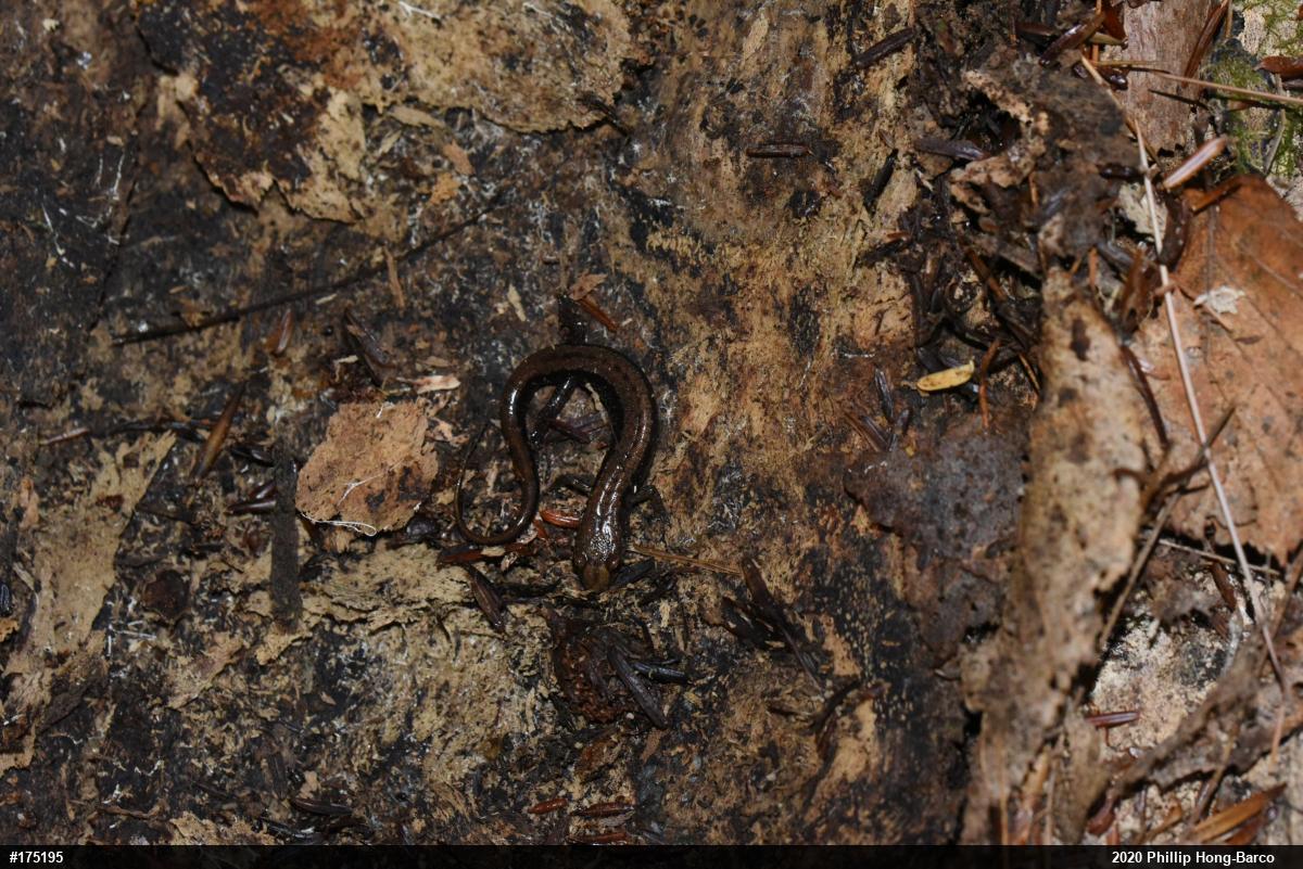 Allegheny Mountain Dusky Salamander