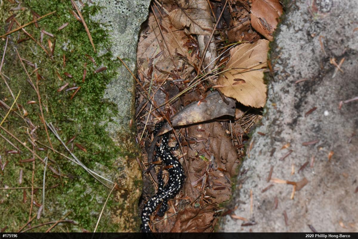 Northern Slimy Salamander