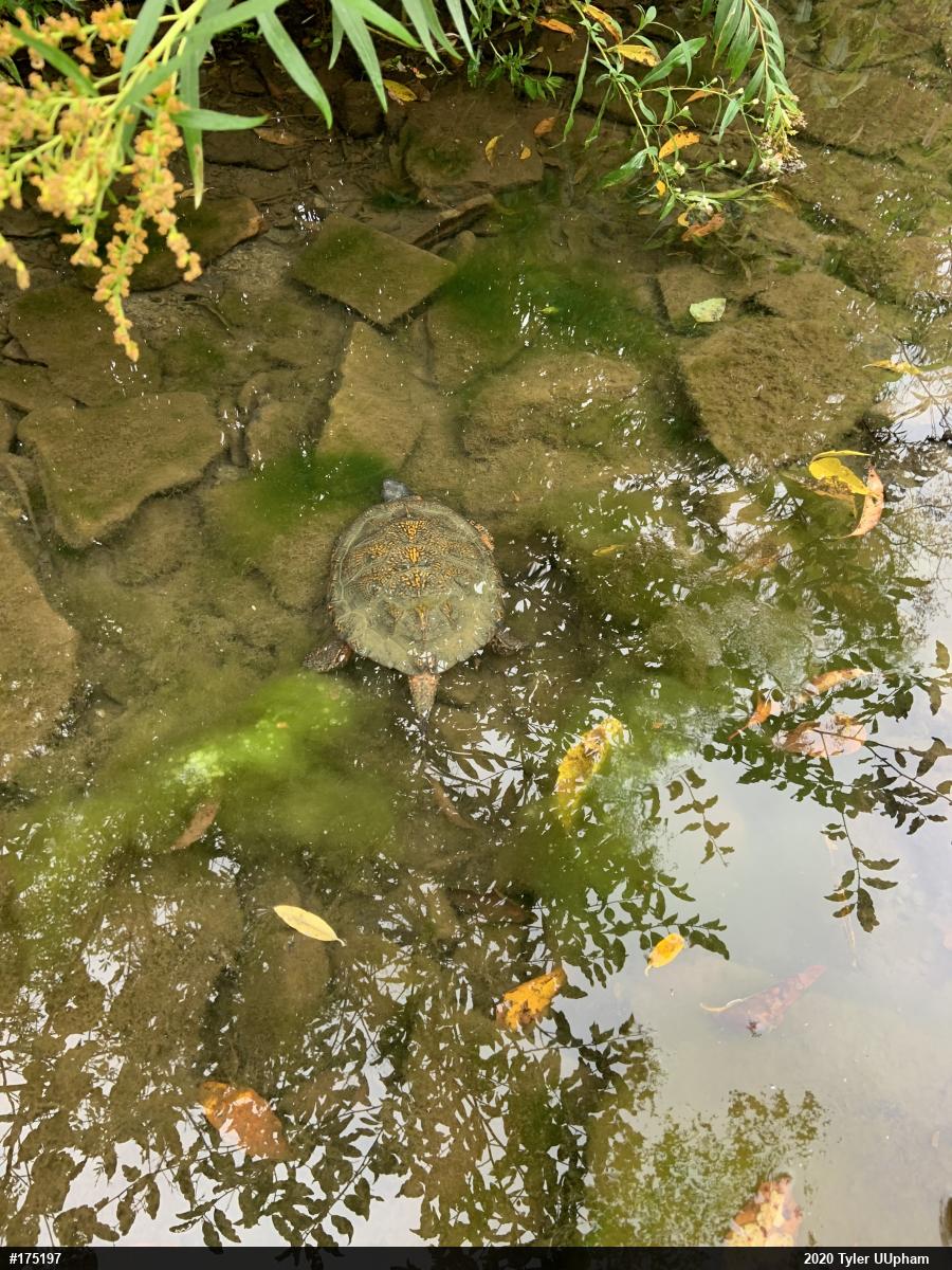 Wood Turtle