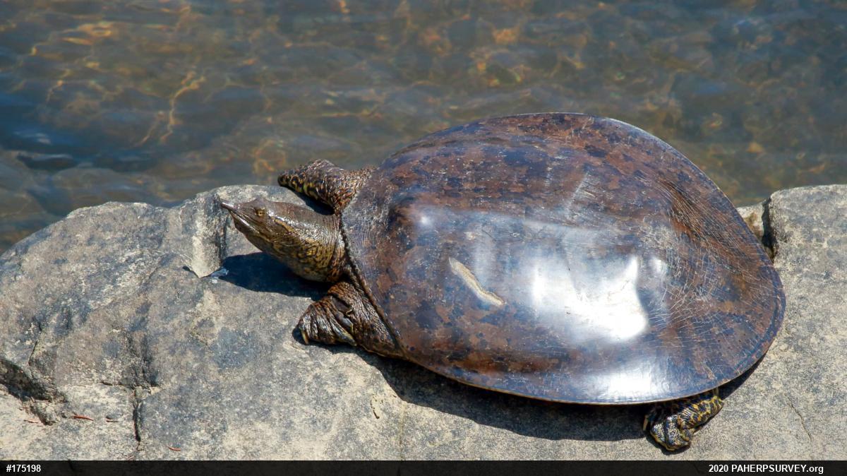 Eastern Spiny Softshell