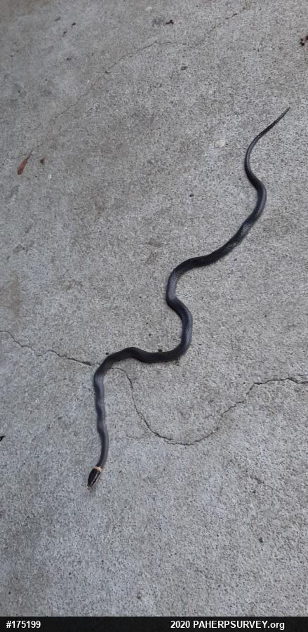 Northern Ring-necked Snake