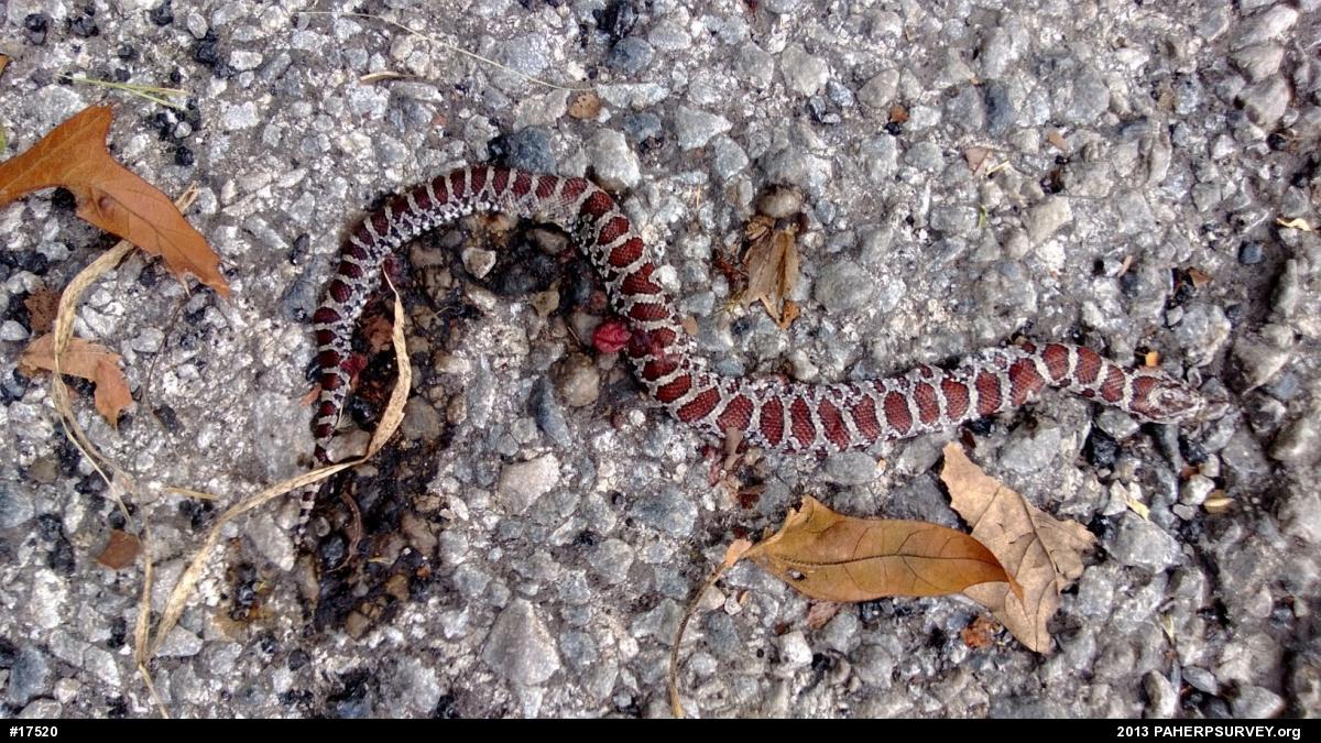 Eastern Milksnake
