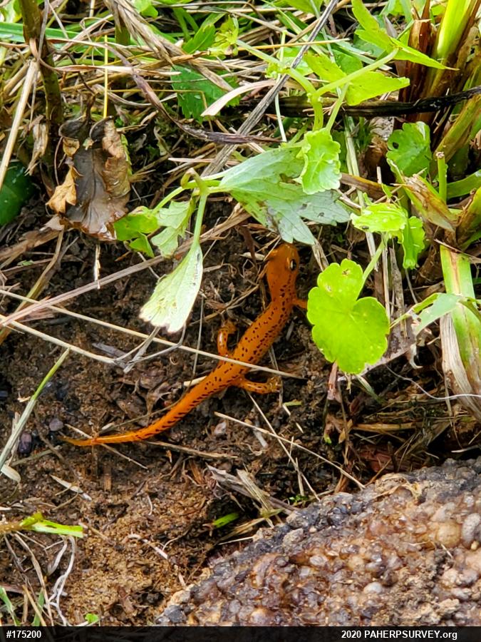 Eastern Long-tailed Salamander