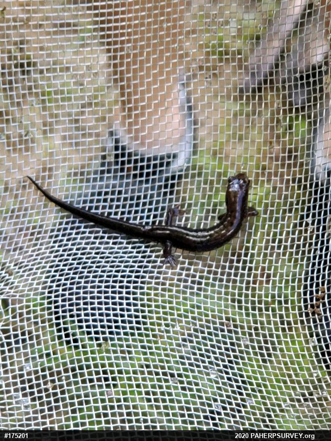 Allegheny Mountain Dusky Salamander