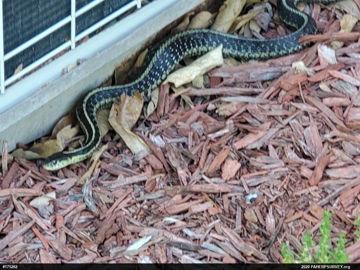 Eastern Gartersnake